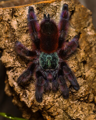Caribena versicolor (ex avicularia versicolor, Martinique tree tarantula, spiders, tarantulas