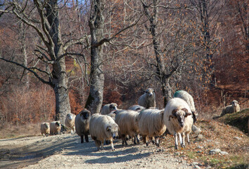 Flock of sheep in autumn time