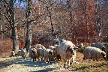 Flock of sheep in Romania