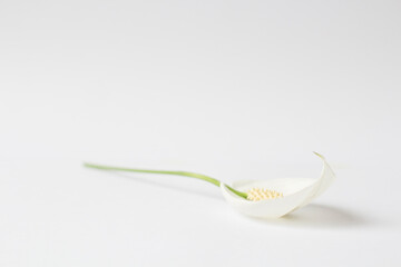 Spathiphyllum