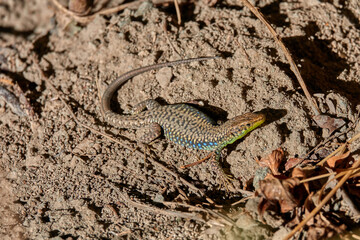 Lizard Trying to Blend into Background Soil to Hide