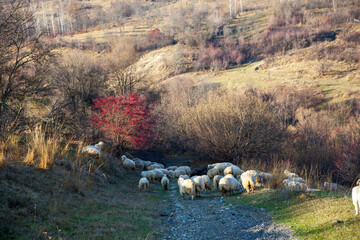 Sheep in autumn
