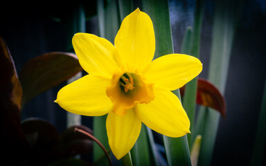 Fototapeta premium Daffodil close up 