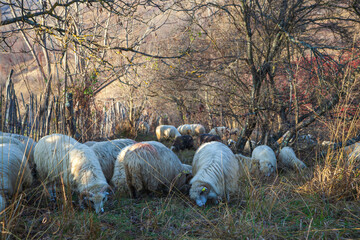 Flock of sheep in autumn time
