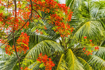 Red Flame Tree  Flowers Palm Tree Moorea Tahiti
