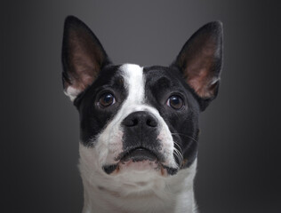 Headshot of purebred boston terrier dog against gray background