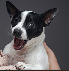 Terrified funny dog embracing its owner against gray background
