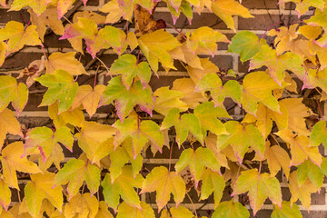 Wall covered with virgin vine whit the colors of autumn