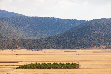 Yellow dry valley with freshly harvested hay bales, other green fields, mountains and blue sky....