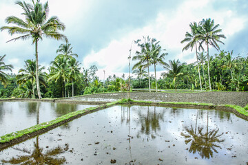 Fototapeta na wymiar Tropical landscape with lush vegetation