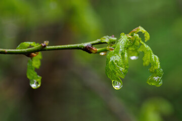 Droplets of rain on fresh and young oak leaves.