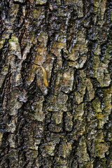 A light brown slug crawling on the wet bark of a tree trunk.