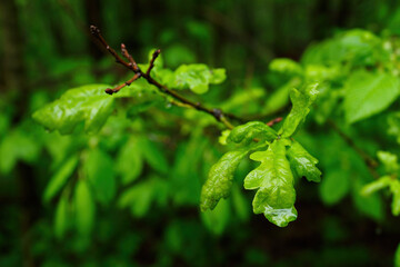 Droplets of rain on fresh and young oak leaves.