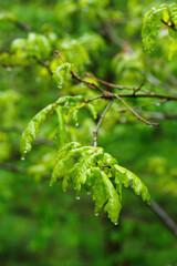 Droplets of rain on fresh and young oak leaves.