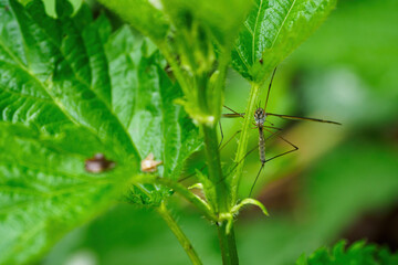 A large mosquito under a green nettle leaf.