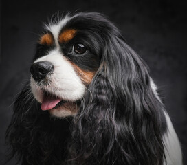 Headshot of lap doggy with fluffy fur against dark background