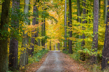 Naklejka premium Beautiful autumn trees, golden autumn