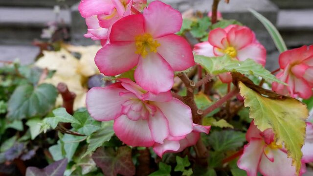 Pink flower on a blurred background.