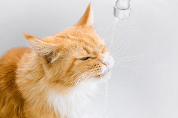 Domestic red cat drinks water, close-up.