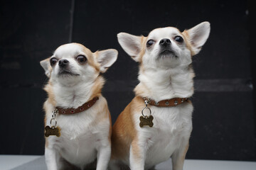 Two miniature chihuahua dogs posing against dark background