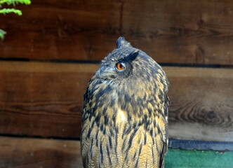 Greifvögel in der Falknerei