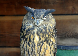 Greifvögel in der Falknerei