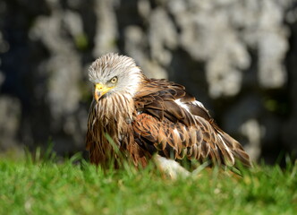 Greifvögel in der Falknerei