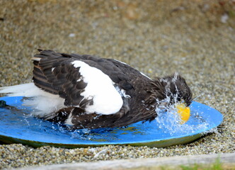 Greifvögel in der Falknerei