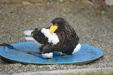 Greifvögel in der Falknerei