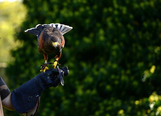 Greifvögel in der Falknerei