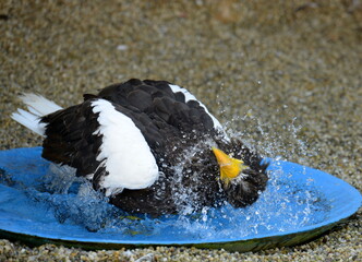 Greifvögel in der Falknerei