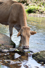 Fototapeta na wymiar Cow in the river moving and drinking water