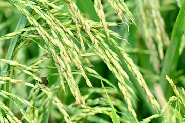closeup the bunch ripe green yellow paddy plant growing with grain in the farm over out of focus green brown background.