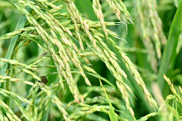 Fototapeta na wymiar closeup the bunch ripe green yellow paddy plant growing with grain in the farm over out of focus green brown background.