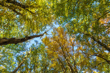 Crowns of trees in the forest in autumn