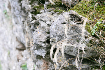 wild lizards on rocks in the mountains hunting