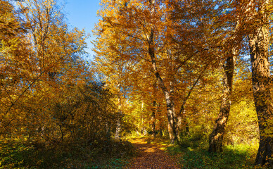 Autumn colors in the forest in November