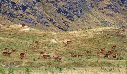 Obraz na płótnie Canvas Red deer herd, New Zealand