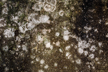 lichen on tree bark