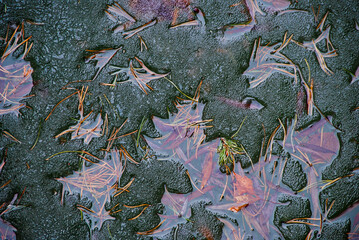 blue and green leaves on ice with water background