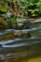 autumn forest stream