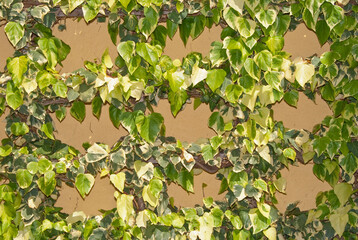 Green leaf sqaure grid background