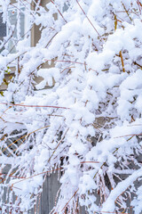 Brunches and leaves covered by snow and ice. Vancouver. Canada.