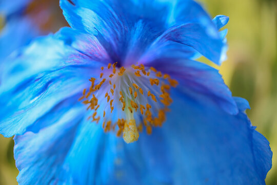 Blue poppy Meconopsis