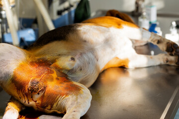 Sterilization operation on dog