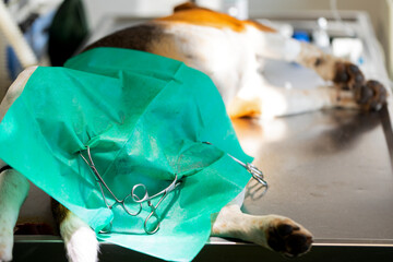 Sterilization operation on dog