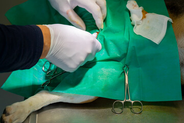 Sterilization operation on dog