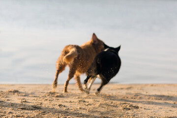 Fototapeta na wymiar Dog Running On Beach Nature Fresh Air Sea Sand Water Lake Pond Sky Trees Mammal Happy pet