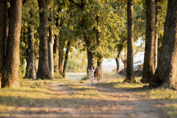 Dog Running On Beach Nature Fresh Air Sea Sand Water Lake Pond Sky Trees Mammal Happy pet