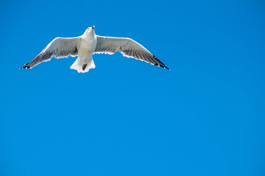 a image of a seagull flying around in the clear blue skies of Marbella 
